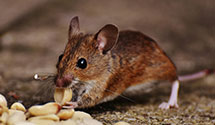 24 Hour & Emergency Exterminators in Stonetown, PA